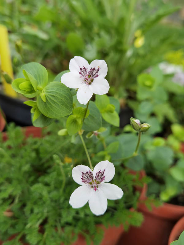 Erodium guttatum ‘Stephanie’